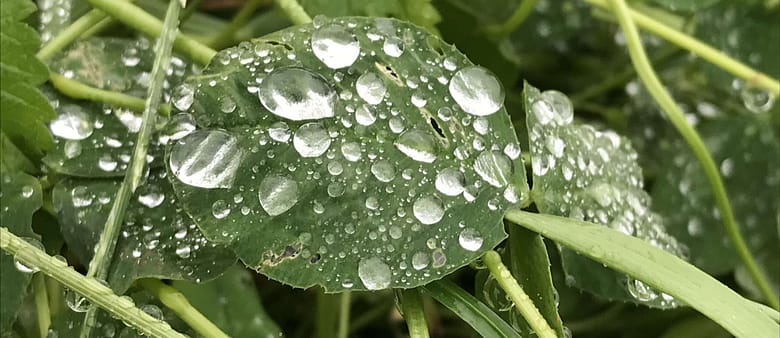 Gedicht: Wenn Dich nur der Regen liebt, sonst nichts, wenn das Leben ein bissiges Krokodil ist, scheint eines gewiss: Die Liebe ist vorbei.