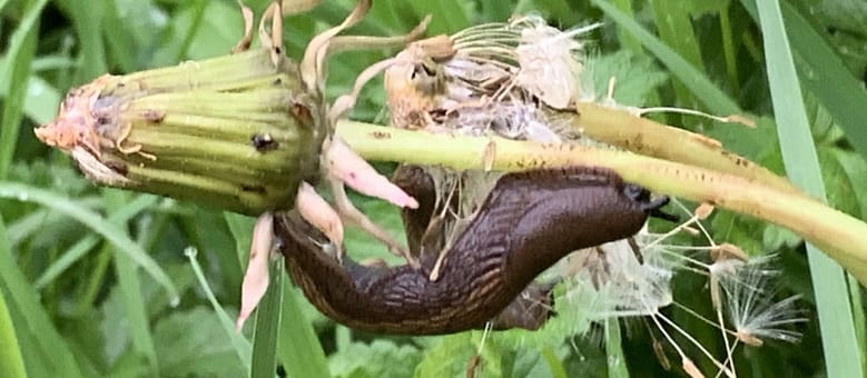 Trost des Regens Regen streichelt mein Gemüt und schenkt mir ein Zuversicht. Aber nur für kurze Zeit, dann wirst Du mir sagen, dass unsre Liebe keine Zukunft hat.