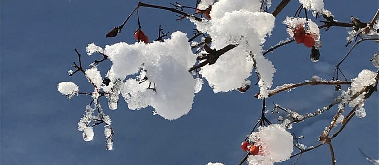 No-Haiku: Frauen aus Eis Gedicht: Ach, wie herzlos ist dieses Haiku. Frauen sollen aus Eis sein? Dabei sind sie doch warme, herzliche Wesen durch und durch. Der Dichter übertreibt.