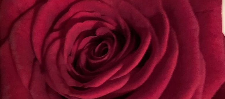 No-Haiku: Duft Gedicht: Düfte halten uns am Leben. Frauen, Rosen, Kaffee. Manchmal duften gerade die älteren Exemplare intensiv. Tröstet uns das?