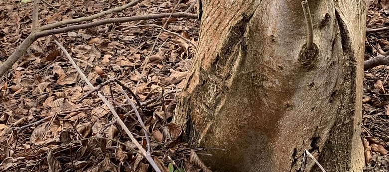 Ohne Deine Liebe ist meine Leben grau, meine Tage verbringe ich zwischen Baum und Borke. Nur manchmal kommst Du vorbei wie ein bunter Falter.