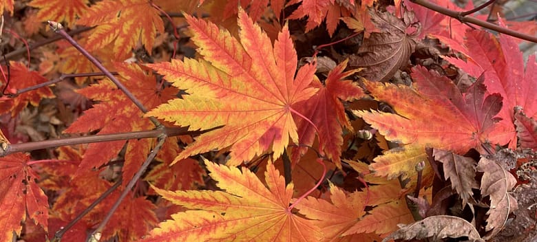 No-Haiku: Seid froh, der Wald lodert rot. Er lodert rot, weil es die Natur so will. Genießt es, so lange der Mensch nicht kokelt und es Feuer ist.