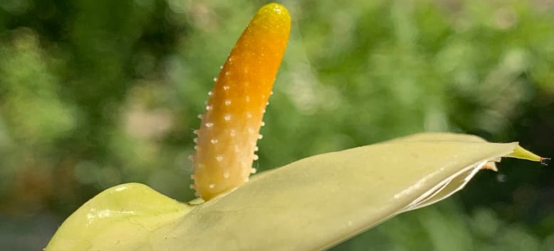 Gedicht: Wie schnell das Leben endet. Eben noch ausgelassen durch die Juniluft geflogen, den Wind zwischen dem jungen Gefieder. Und jetzt liegst Du tot im Gras, kleiner Spatz.