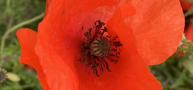 Madre Dolcissima Gedicht: Ein Foto aus Deiner Jugend offenbart Deine ganze Süße, Mutter. Mit Deinem Gesicht, Deinen Augen hast Du die Männer verzückt. Und das war das Problem.