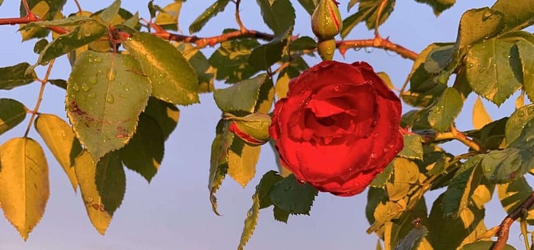 No-Haiku: Alte Liebe Gedicht: Manche alte Liebe wärmt das Herz nur scheinbar, eigentlich ist die olle Pumpe längst rostig geworden. Bleibt die Hoffnung auf dem Winter, der uns wärmt.