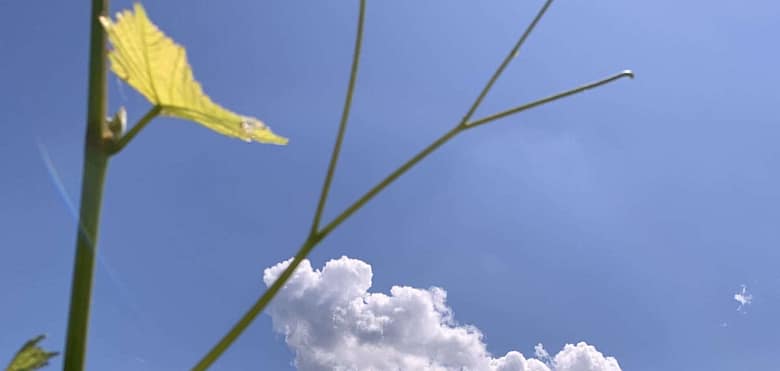 No-Haiku: Drohnen Gedicht: Ein blauer Himmel kann täuschen, er ist nicht immer Sinnbild für Frieden. Auch am blauen Himmel fliegen Drohnen. Und die sind brandgefährlich. Renne, Kind!