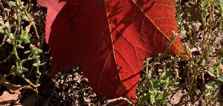 Wenn nichts mehr tröstet, dann vielleicht das Weiß einer Kirche vor Herbstlaub. Ein subtiles Farbenspiel, das unseren Alltag durchglüht.