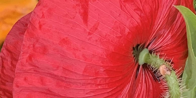 No-Haiku: Liebe wärmt Gedicht: Die Liebe ist vieles, sie beflügelt uns, sie kann uns zerstören; jedenfalls, wenn sie falsch dosiert wird. Doch eines kann sie auch: wärmen in den Hallen des Todes.