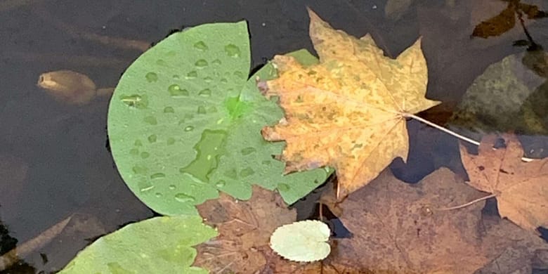 No-Haiku: Rotes Konzert Gedicht: Wie sieht der Schrecken aus? Den großmäuligen, den lauten kennen wir. Was aber ist mit dem leisen, dem, der wirklich ins Gebein kriecht?