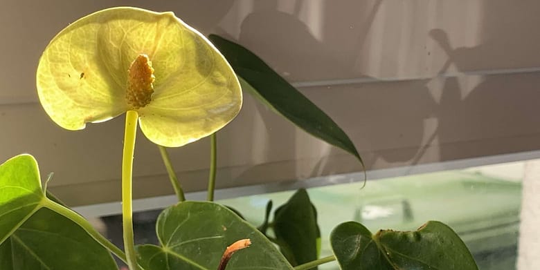 Lügen. Nur Lügen. Vor sich selbst. Vor dem anderen. Ohne funktioniert keine Beziehung. Aber mit auch nicht. Und wer in dem Spiel verliert, das ist klar.