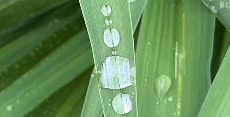 Dead Flowers and Guns Über Blumenwiesen Gedichte schreiben, während der Krieg die Menschen frisst. Das ist schwer und geht nur, wenn man verliebt ist.