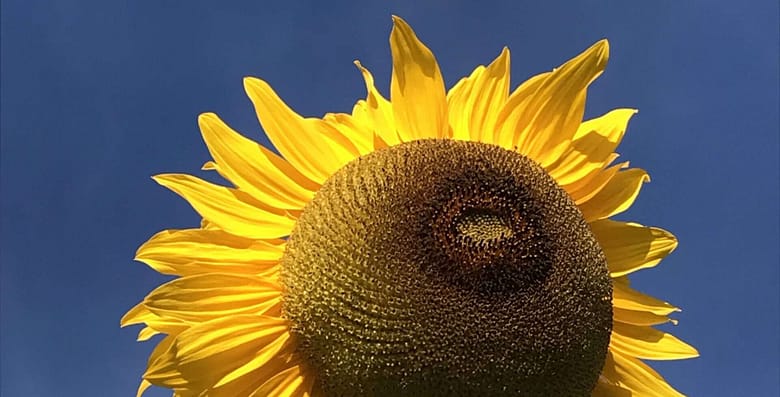 Ungeträumt Gedicht: Manchmal bleibt die Liebe ungeträumt. Das schmerzt, ist aber nicht zu ändern. Auch ein wir nicht zusammenkommen, wer weiß, wozu das gut ist.