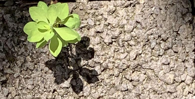 No-Haiku: Basho Gedicht: Meine Verehrung für Meister Basho, der unsterbliche Haikus geschrieben hat. Seine Welt war reich, seine Worte waren es auch.