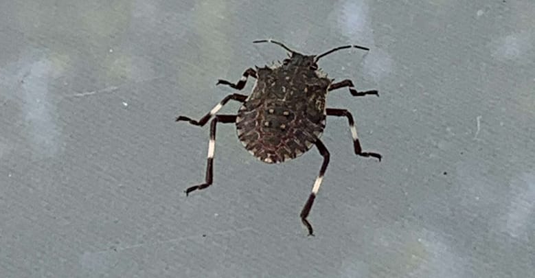 Wir sind artig. Und meistens freundlich. Es gibt auch heute noch solche Menschen. Nur, lohnt sich das? Vielleicht sollten wir ein wenig frecher sein.