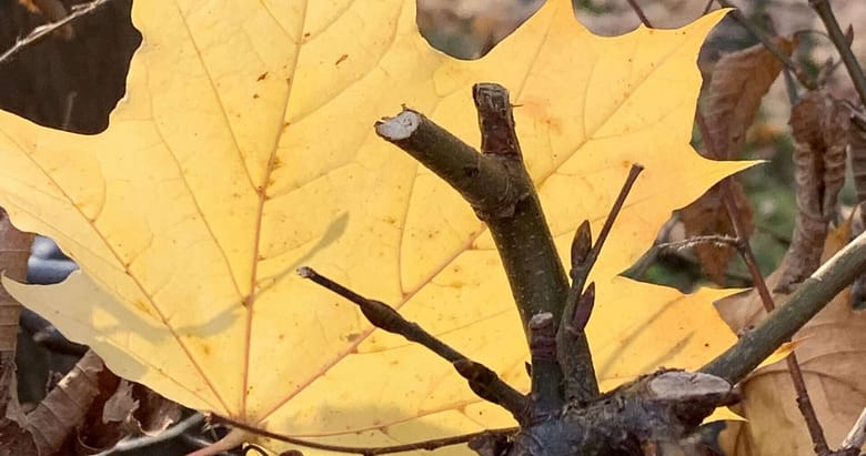 No-Haiku: Herbstlaub Gedicht: Im Weiß der Kirche liegt Tröstliches, sie zeigt ihre ganze Schönheit vor dem Herbstlaub. Der Kontrapunkt liegt in den Schatten.
