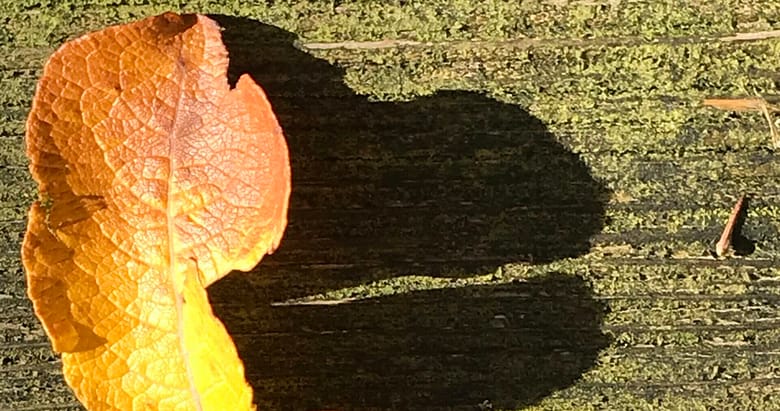 No-Haiku: Laub Gedicht. Alles wandelt sich, im Herbst stirbt die Natur und erwacht im Frühjahr zu neuem Leben. Nur die Dummheit der Menschen bleibt hartnäckig.