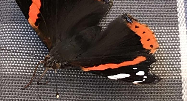 No-Haiku: Schmetterling Gedicht: Die Welt verwirrt uns, wie manchmal ein Schmetterling, er in der Luft schaukelt und hier und dort seine Richtung ändert. Unser Geist könnte helfen.