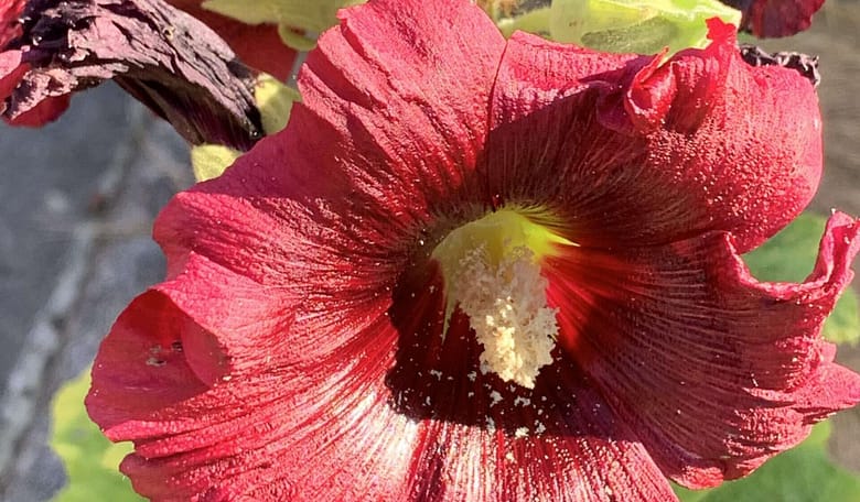 No-Haiku: Hitze Gedicht: Hitze. Sie verklebt uns den Verstand, die Kornfelder atmen schwer. Was hilft, ist der Gedanke an Dich, an Deinen heißen Kuss, der, seltsam, Kühlung verschafft.