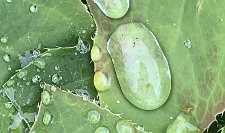 Irgendwo auf dem Weg ging der Frieden verloren. Aber er ist da, Du musst ihn nur finden. Ich schenke Dir ein kleines Bild des Friedens, möge es Dir wohl tun.