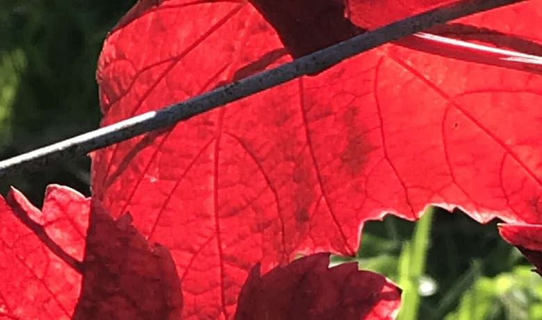 No-Haiku: Laub leuchtet Gedicht: Das Laub leuchtet farbenfroh, es gibt dem Leben Kraft und Tiefe. Und doch stirbt es in einer Kaskade an Endlichkeit. Wir sterben vereint.