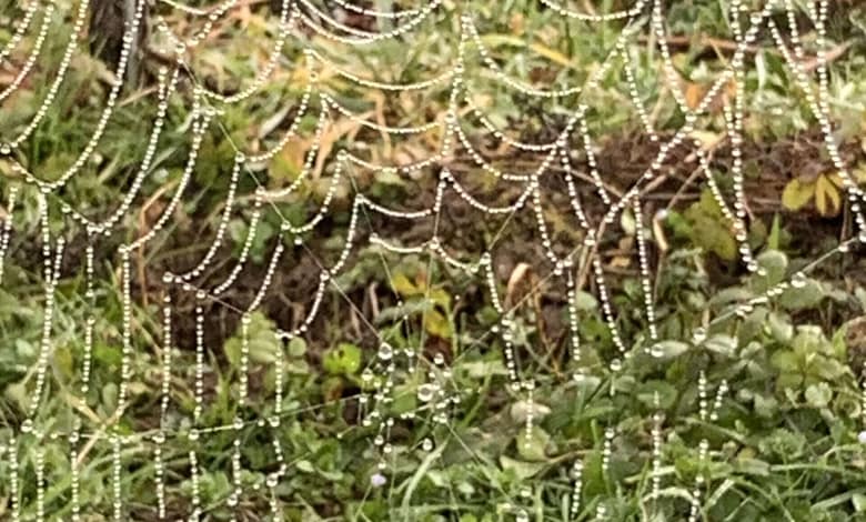 Wenn Du am Leben zu zerbrechen drohst, lächle. Schenke Dir ein Trotzdem und setze die Scherben deines Lebensspiegels neu und wild zusammen.