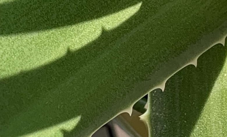 Wortperlenglück Was ist Glück? Den Gedichten im Herzen Zeit geben, um zu reifen. Dort bilden sie ein Blütenmeer aus, Blüten werden zu Wortperlen. Sie machen Dich glücklich.