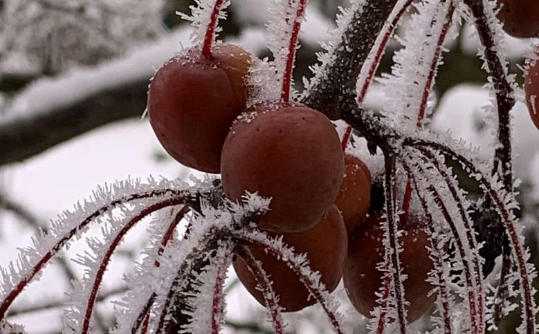 Rostige Flügel Wenn die Liebe zu Eis und Schnee erstarrt und Wege und Flüsse zufrieren, ist es Zeit, die rostigen Flügel zu schwingen und in wärmere Gefilde zu fliegen.