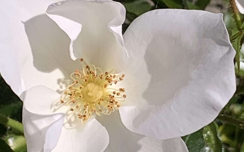 Gedicht: Das Glück des Alters, was ist das? Geht das überhaupt? Sind es Rosen, gelbe Rosen gar? Könnte sein, aber was ist mit dem Wintersturm?