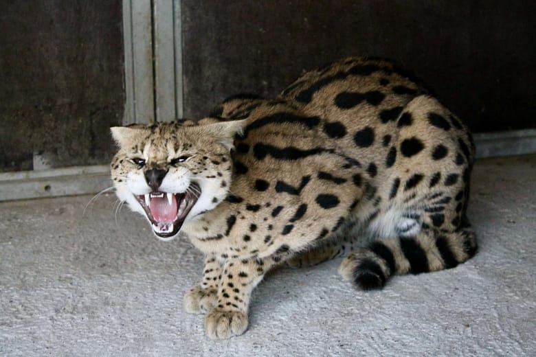 Böses kleines Leben Geknebelt von Träumen bleibt nur ein zerfetztes Leben. Du hat nicht den Fluch meines Lebens geheilt.