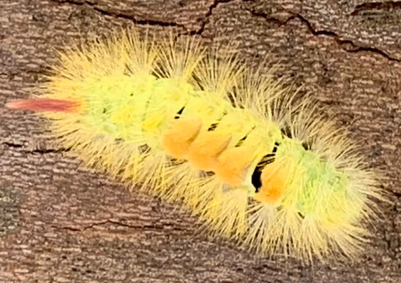 Schmetterling Du bist nur ein Hauch, flatterst an mir und meinem Leben vorbei wie ein Schmetterling. Wir finden nicht zueinander, und doch beschenkst Du mich.