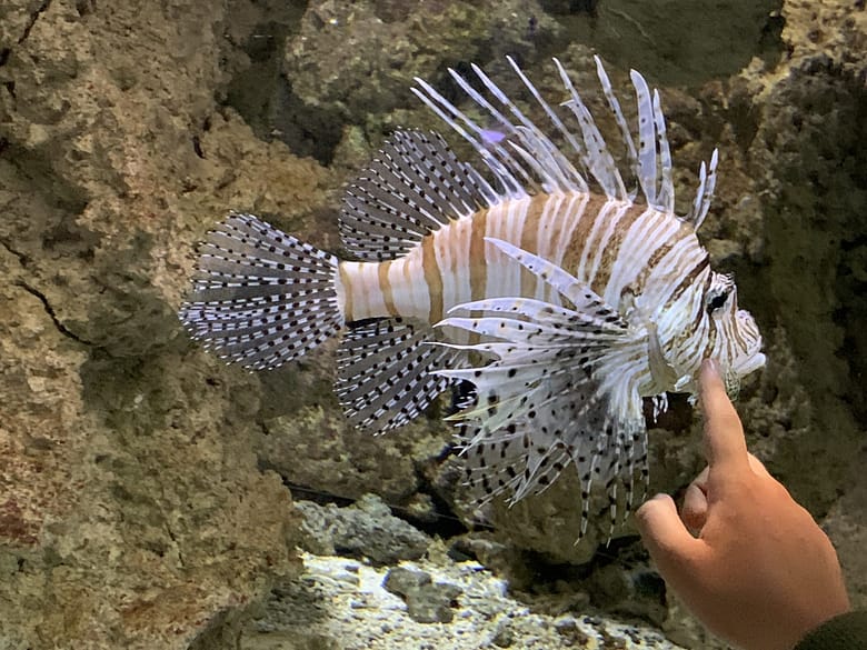 Vor allem Marzipan: Satire mit 3 Frauen Drei Frauen. Satire. Mopsmaschine.
