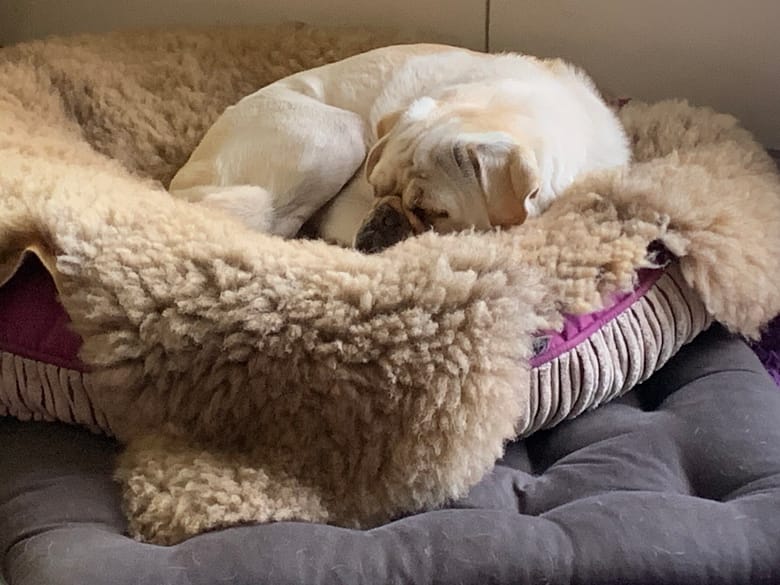 Satire: Wie man einen Mops macht Wie man einen Mops macht