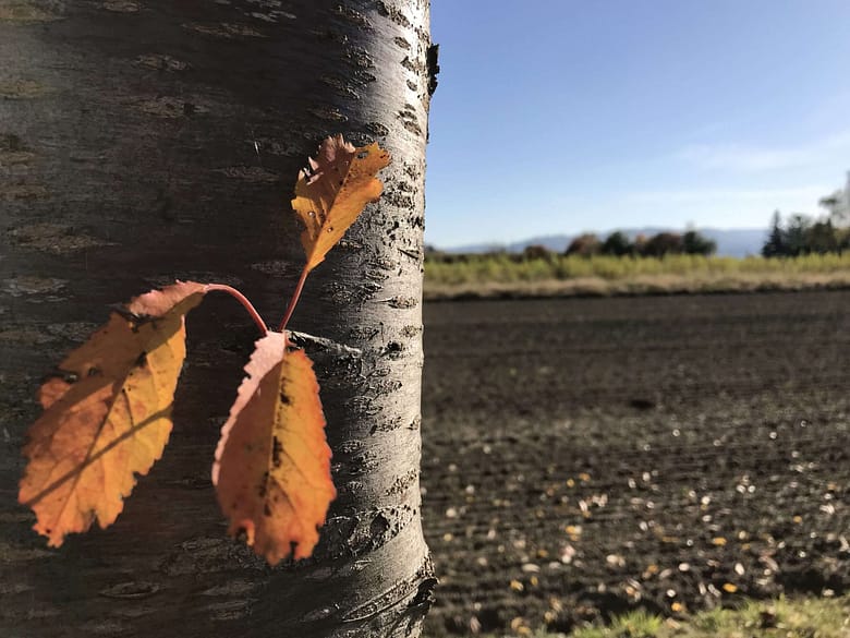 Auf Dein Lachen möchte ich Schlösser bauen. Liebesgedicht von RoBa.