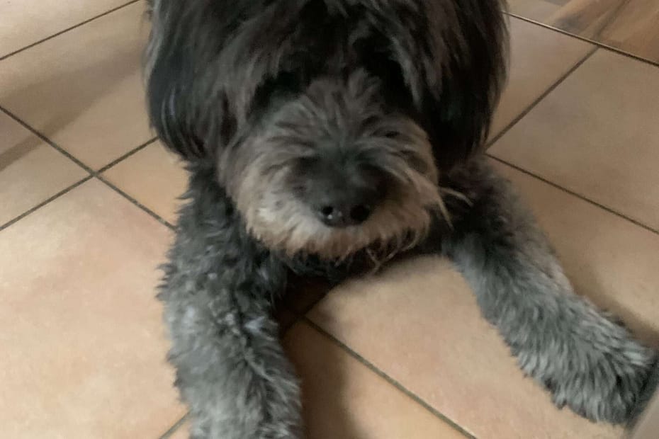 Osswald und die Familienhunde: Klar gehören Hunde zur Familie. Man hätte sonst deutlich weniger Spaß. Allerdings kann der Spaß umkippen.