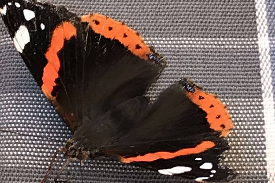 Mehr als Wörter habe ich nicht, die gebe ich Dir mit, bunter Schmetterling. Du flatterst damit von Blüte zu Blüte, von Liebe zu Liebe.