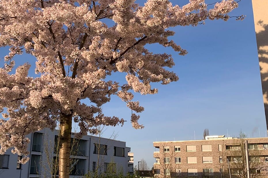Du kommst aus dem Frühling und gehst mit der Sonne, ich komme aus dem Winter meiner Gefühle. Wir treffen uns kurz.