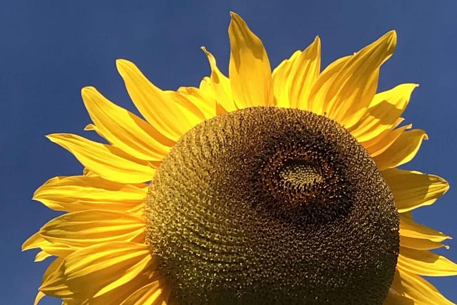 Gedicht: Manchmal bleibt die Liebe ungeträumt. Das schmerzt, ist aber nicht zu ändern. Auch ein wir nicht zusammenkommen, wer weiß, wozu das gut ist.