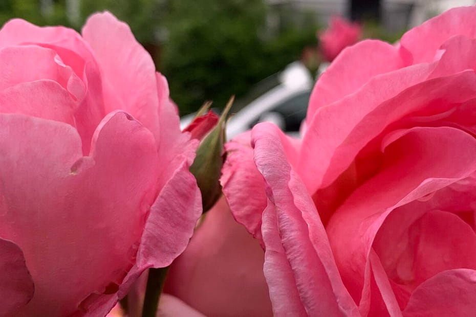 Gedicht: Ein Lächeln bedeutet so viel. Es kann trösten, beflügeln und eine verschüttete Liebe wieder beleben. Wir sollten häufiger ein Lächeln verschenken.