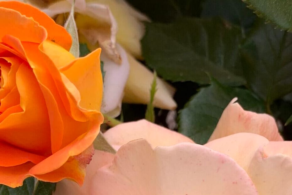 Gedicht: Die Liebe wächst Schritt für Schritt, die wir geduldig gehen. Das macht uns glücklich, die Vögel jubilieren und die Rosen duften. Das Glück ist ganz normal.