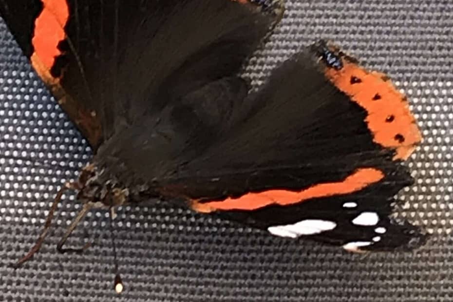 Gedicht: Die Welt verwirrt uns, wie manchmal ein Schmetterling, er in der Luft schaukelt und hier und dort seine Richtung ändert. Unser Geist könnte helfen.