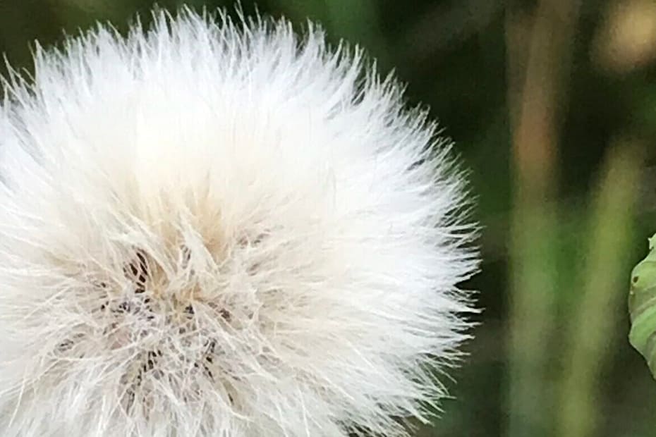No-Haiku: Liebe kann so fern sein. Wie eine Wildgans hoch am Himmel, die über mir zieht und von Liebe schnattert.